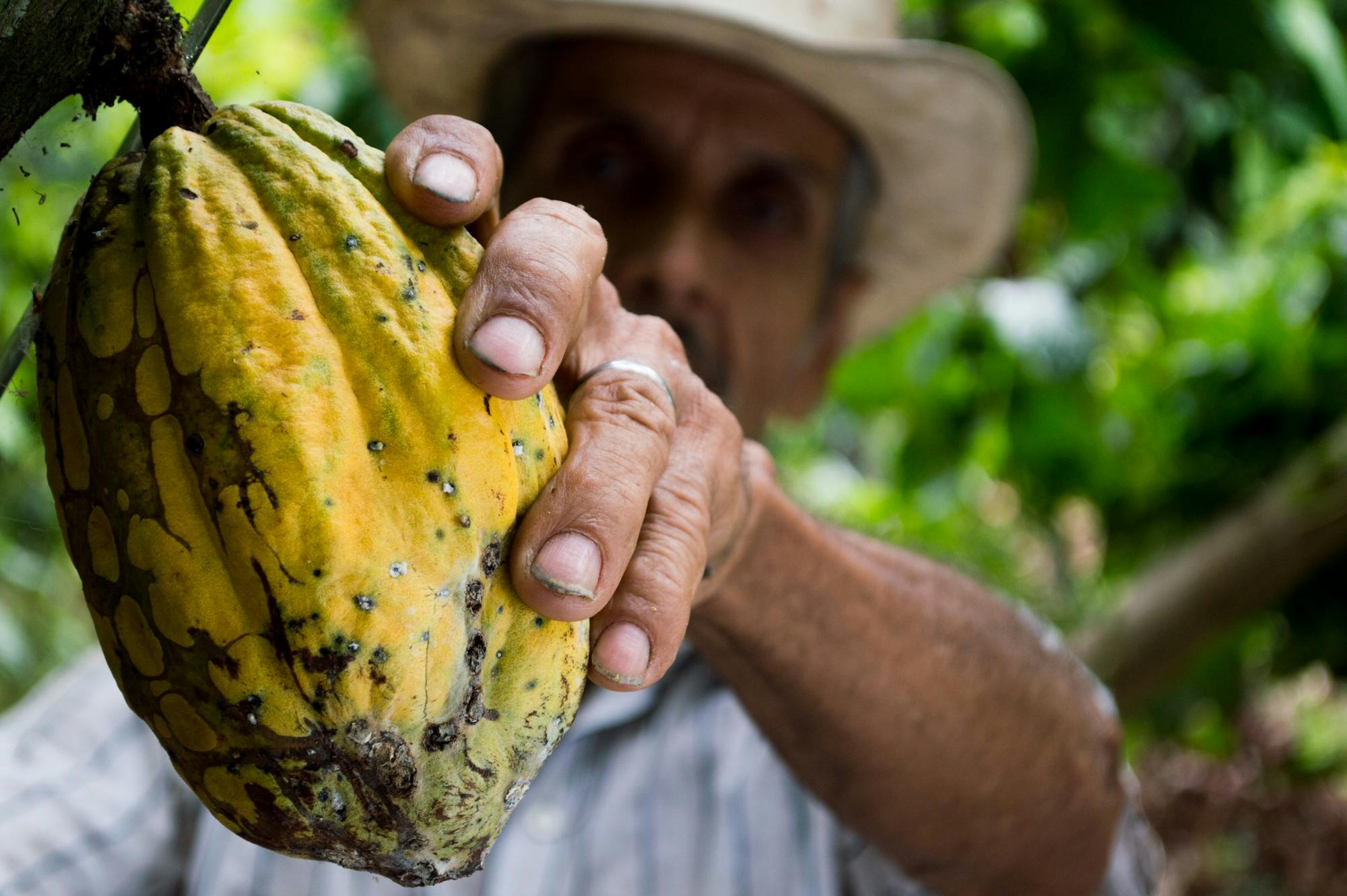 Fondo cacao