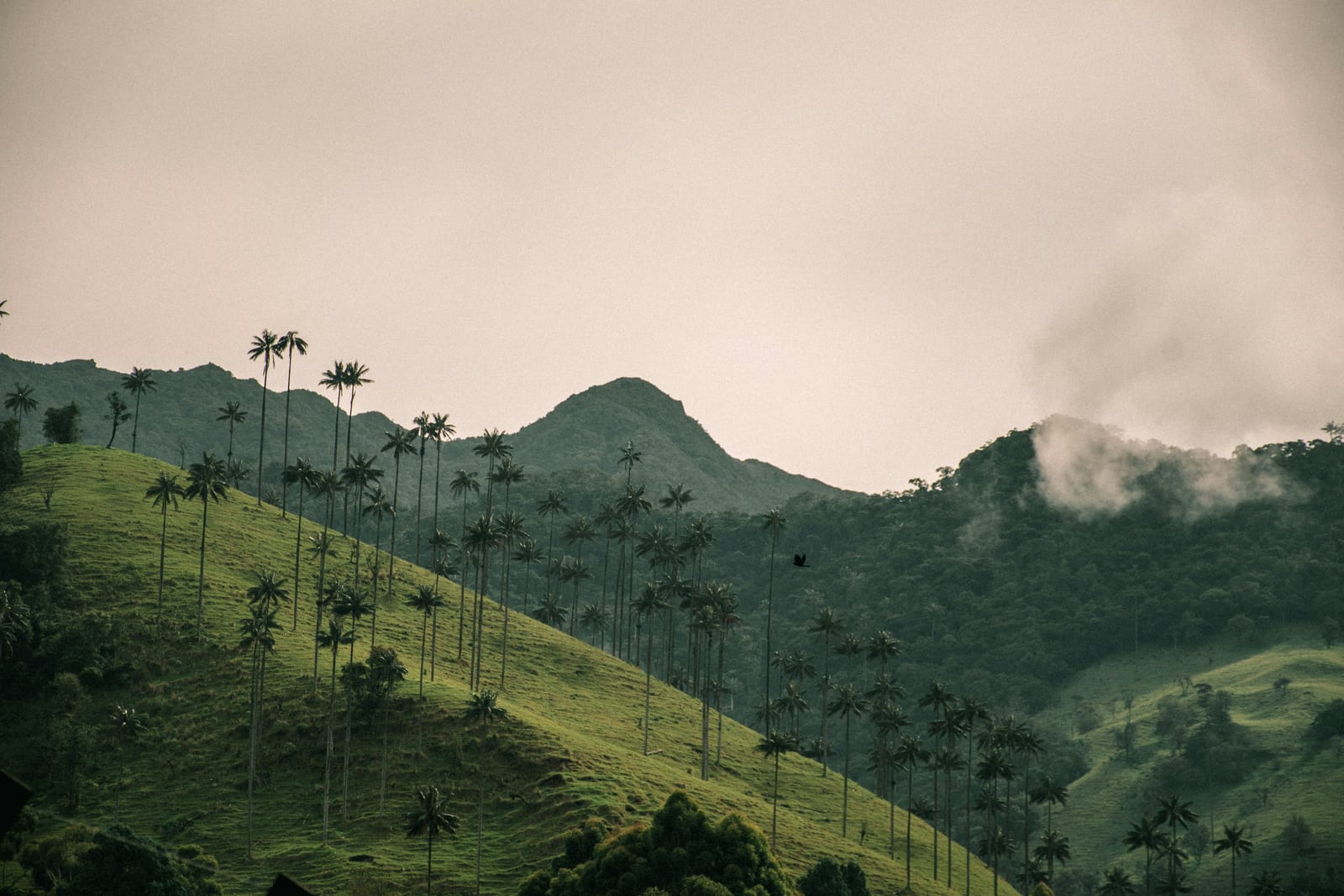 Amanecer neblinoso en el Valle del Cocora
