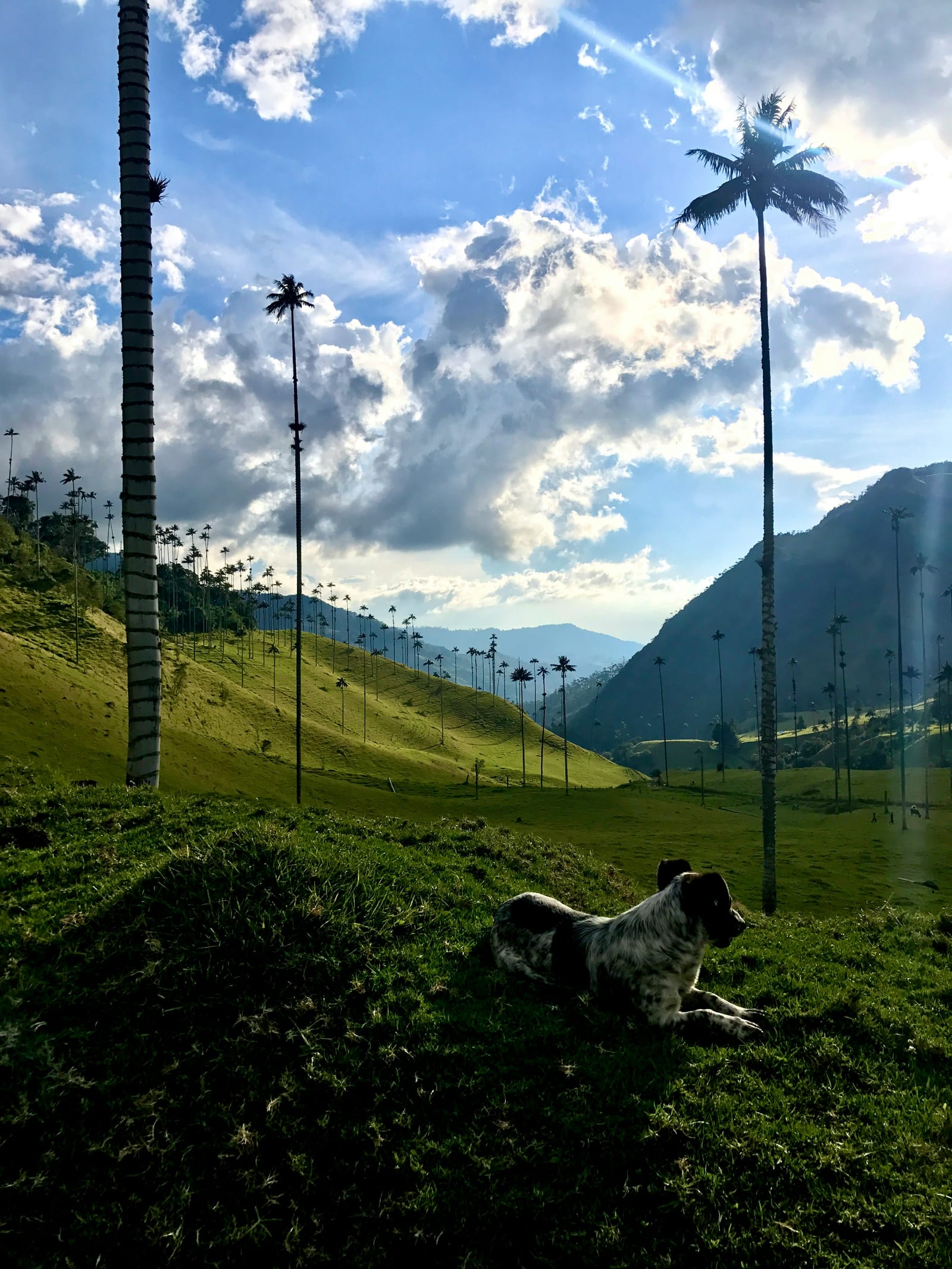Valle del Cocora & Filandia
