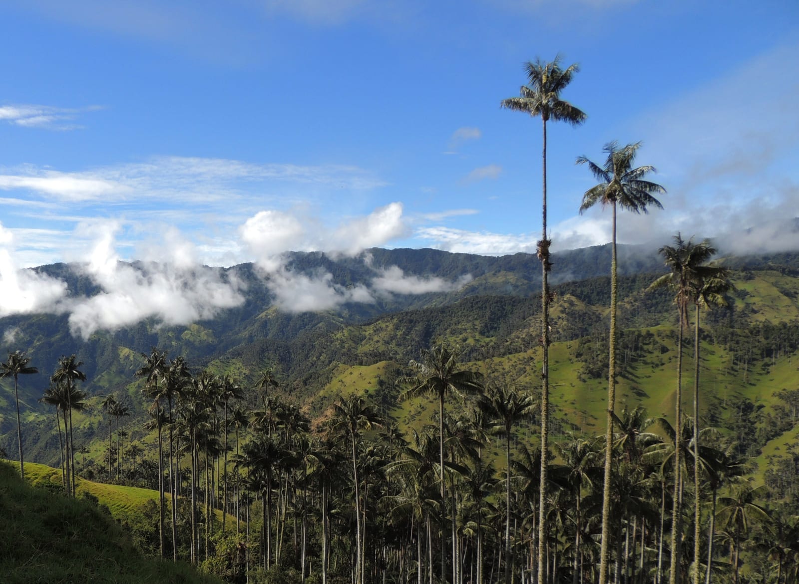 Paisaje cafetero Quindío