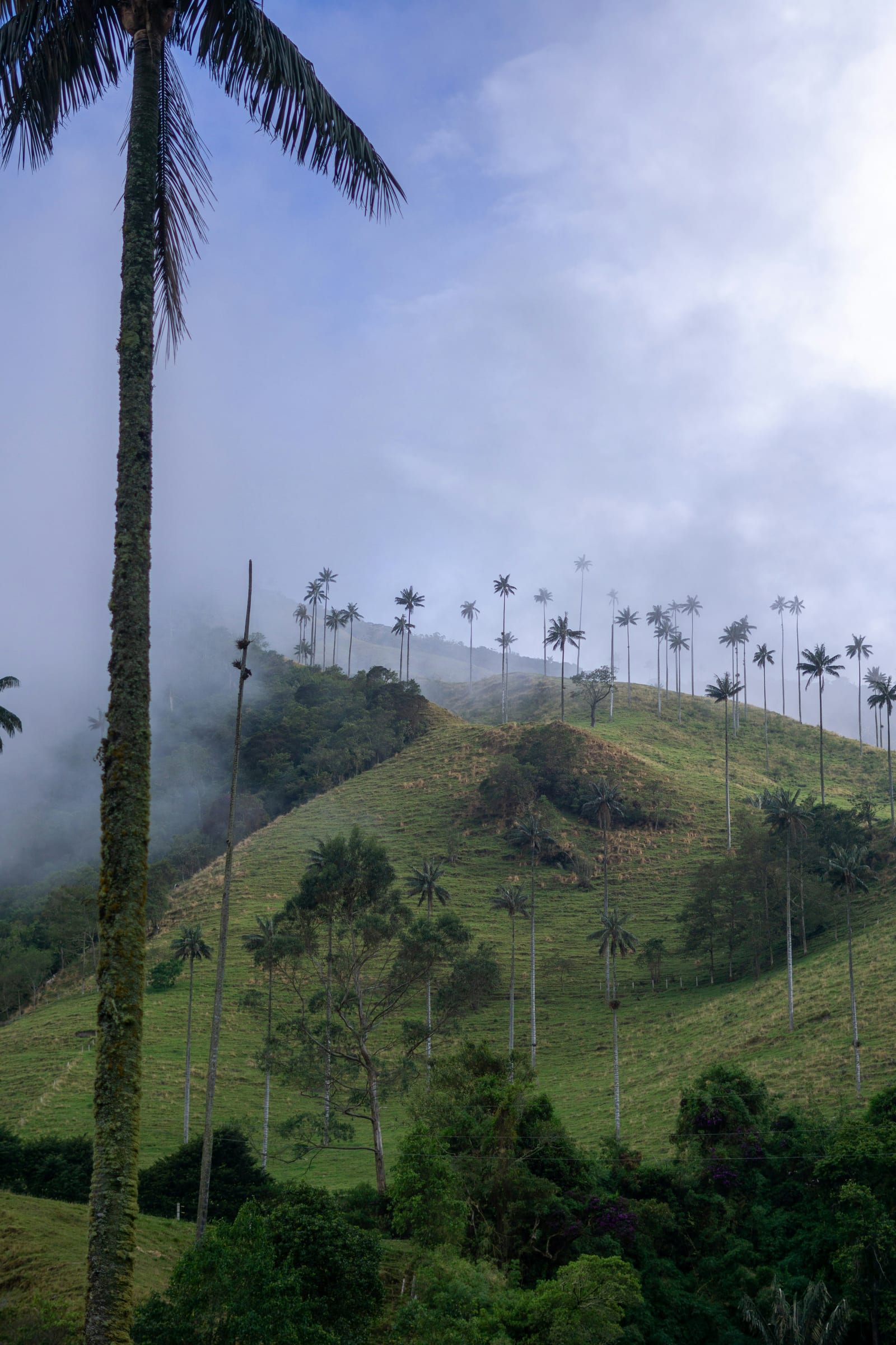 Finca Entrebosques