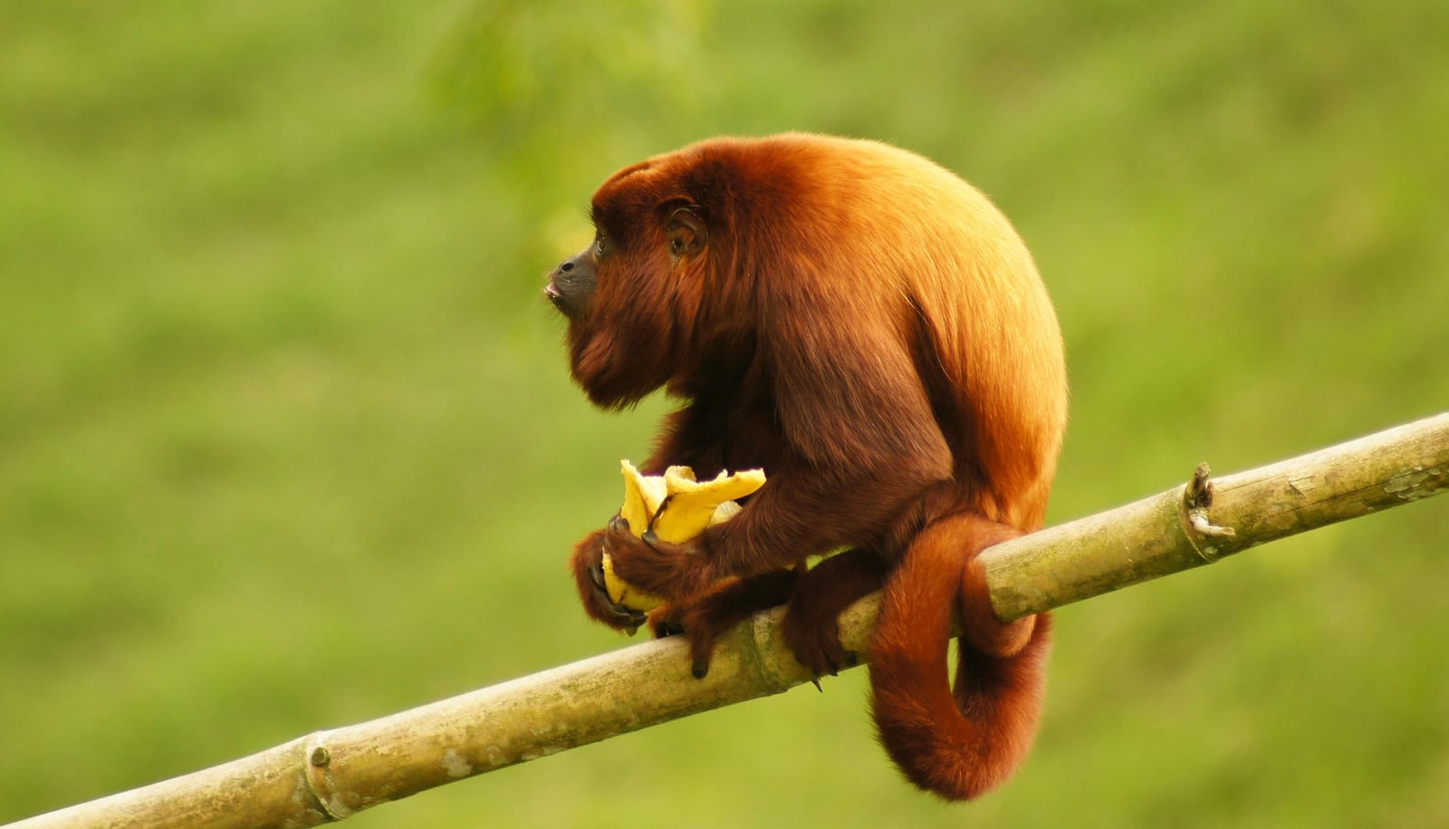 PANACA