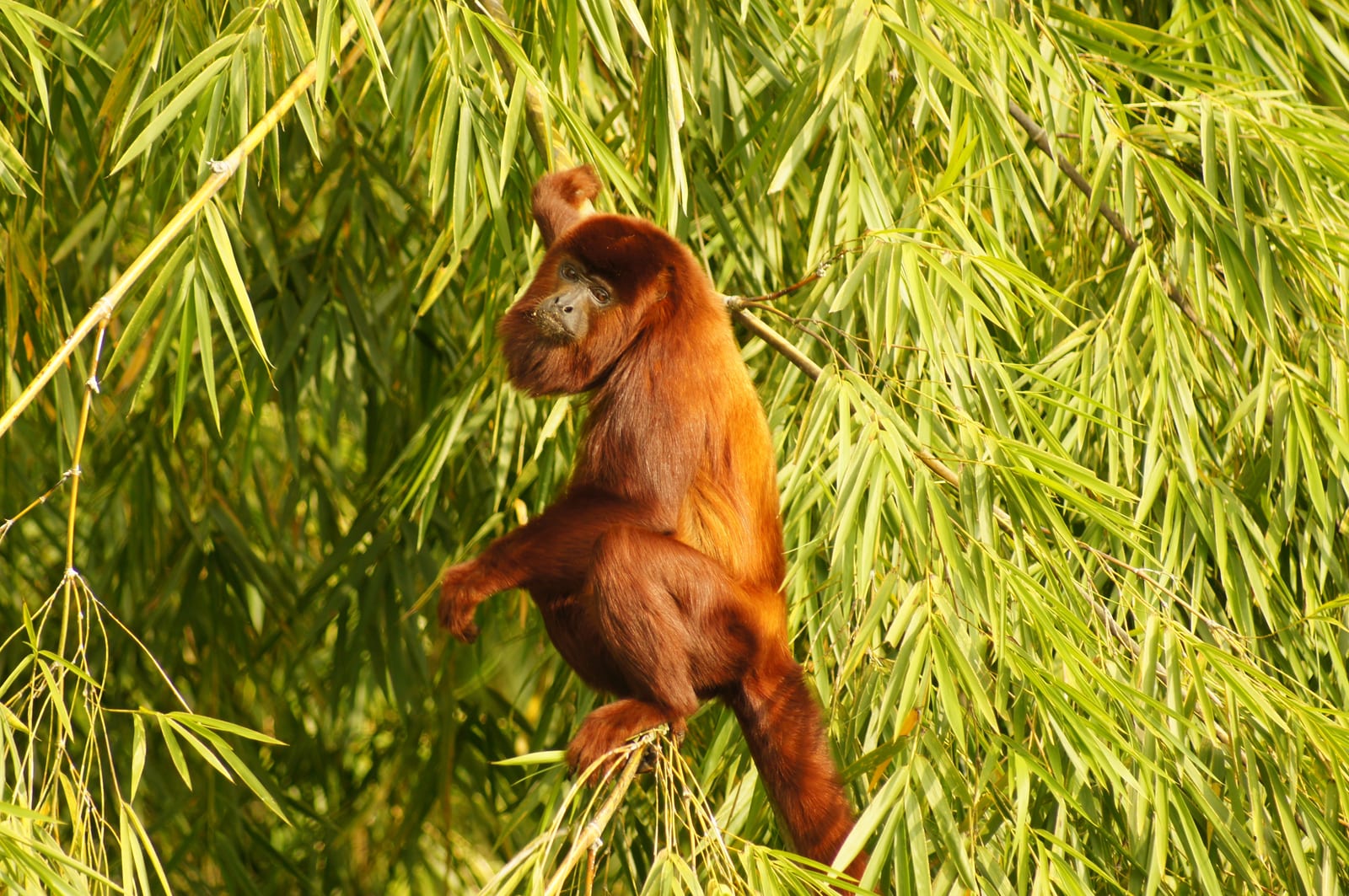 Naturaleza montaña Quindío